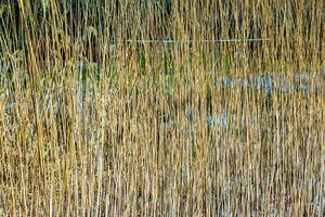 torr gräs bakgrund. torr panicles av miscanthus sinensis vingla i de vind i tidigt vår foto