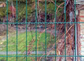 våt grön staket mot en bakgrund av grön natur. droppar. järn maska staket närbild. foto