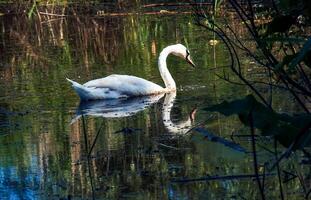 vit svan på de flod. reflektioner på de yta av de vatten. foto