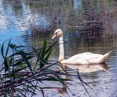 vit svan på de flod. reflektioner på de yta av de vatten. foto