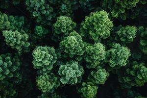 ai genererad frodig grön skog natur professionell fotografi foto