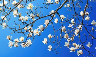 ai genererad vit magnolia träd grenar lastad med blommar mot en ljus blå himmel foto