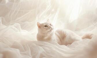ai genererad skön vit katt liggande på de säng med en vit tyll foto