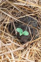 vattenmelon växt frön planterade runt om torr sugrör foto