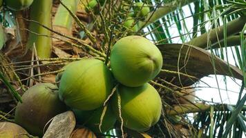 ung grön kokosnötter fortfarande på deras bördig träd foto