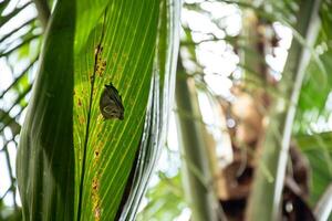 de ny värld bladnosad fladdermus under de blad i de djungel av corcovado nationell parkera, costa rica foto