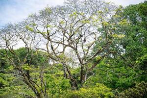 Spindel apa familj i de tak av en enorm träd i de djungel av corcovado nationell parkera i costa rica foto