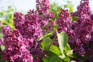 gren av lila lila mot en bakgrund av blå och klar himmel, dekorativ buskar blomning i tidigt vår foto