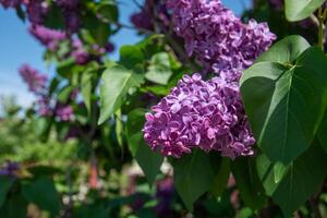 gren av lila lila mot en bakgrund av blå och klar himmel, dekorativ buskar blomning i tidigt vår foto