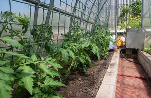 ung och friska tomat plantor i en polykarbonat växthus till erhålla en stor skörda, vår säsong- arbete foto