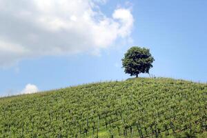 skön grön vingård med en träd foto