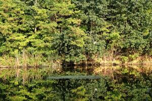 vatten lilja i de sjö med träd reflekterande i lugn flod foto