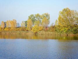 höst färgrik träd reflekterande i lugn flod foto
