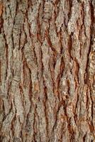 bakgrund textur av träd bark. hud de bark av en träd den där spår krackning. foto