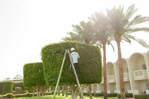 man är skärande träd i de parkera professionell trädgårdsmästare i en enhetlig nedskärningar buskar foto
