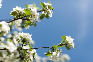 äpple blomma över natur bakgrund, skön vår blommor foto