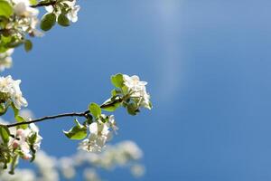 äpple blomma över natur bakgrund, skön vår blommor foto