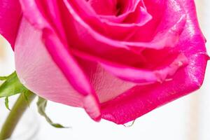 skön rosa reste sig blomma makro foto