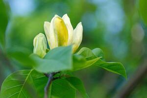 skön magnolia gren under gul blommande foto