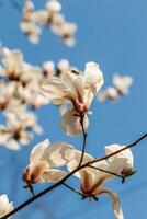 skön magnolia blommor med vatten droppar foto