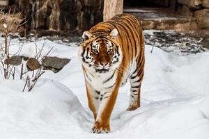 skön panthera tigris på en snöig väg foto
