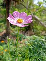 rosa daisy blomning i en thai trädgård foto