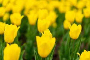 gul tulpan blommor bakgrund utomhus- foto