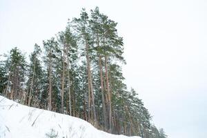 snö täckt träd i de berg. skön vinter- landskap. foto