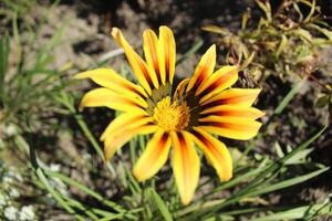 gul blomma med brun vener närbild. växande blommor under de blommande säsong i sommar. klubb blommor foto