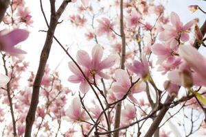 närbild av magnolia träd blomma med suddig bakgrund och värma solsken foto