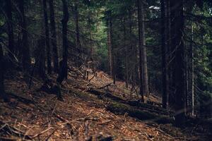 skog av tall i de bergen foto