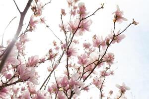 närbild av magnolia träd blomma med suddig bakgrund och värma solsken foto