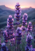 ai genererad lavendel- blommor närbild på solnedgång bakgrund. knippa av lavendel- blommor på fält. foto