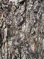 bark av träd textur. abstrakt bakgrund och textur bark av träd i de skog naturlig bakgrund och textur för design. foto