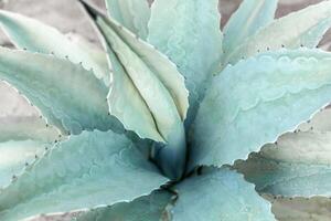 blå agave kaktus bakgrund stänga upp foto