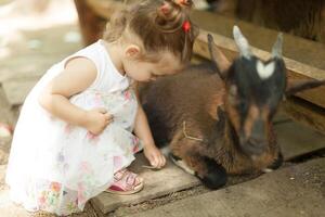 vänlig get vilja en liten sällskapsdjur och några smaskigt mat från detta söt liten flicka på en petting Zoo foto