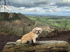 en se av en hund på en träd på peckforton foto