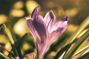 enda krokus blomma i en äng i mjuk värma ljus. vår blommor den där härold vår foto