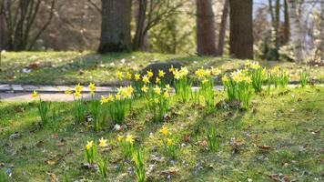 påskliljor på påsk tid på en äng. gul blommor glans mot de grön gräs foto