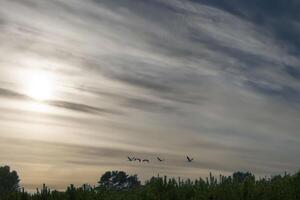 kranar flyga över träd i en skog med dramatisk himmel. flyttande fåglar på de älskling foto