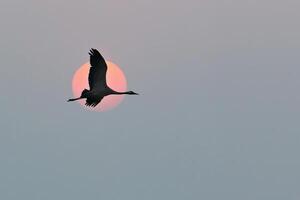 kranar flyga i de himmel i främre av de måne. flyttande fåglar på de darss. vilda djur och växter foto