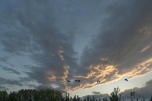 kranar flyga över träd i en skog med dramatisk himmel. flyttande fåglar på de älskling foto