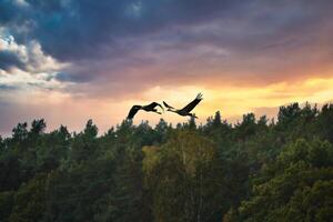 kranar flyga över träd i en skog på solnedgång. flyttande fåglar på de älskling foto