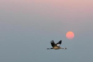 kranar flyga i de himmel i främre av de måne. flyttande fåglar på de darss. vilda djur och växter foto