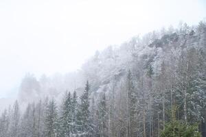 zschirnstein med snötäckt träd och soluppgång i dimma, på de topp, vandra. foto