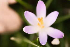 enda krokus blomma delikat avbildad i mjuk värma ljus. vår blommor foto