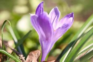 enda krokus blomma i en äng i mjuk värma ljus. vår blommor den där härold vår foto