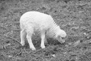 påsk lamm står på en grön äng i svart och vit. vit ull på en bruka djur- foto