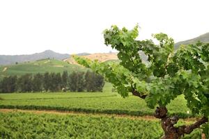 landskap och detaljer av skön chilenska vingårdar foto
