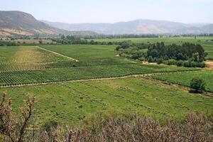 landskap och detaljer av skön chilenska vingårdar foto